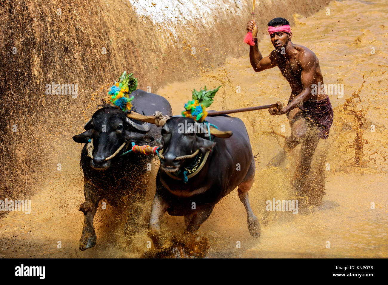 kambala cattle buffalo race held in the district of mangalore,karnataka,south india,india,harvest festival,asia, Stock Photo