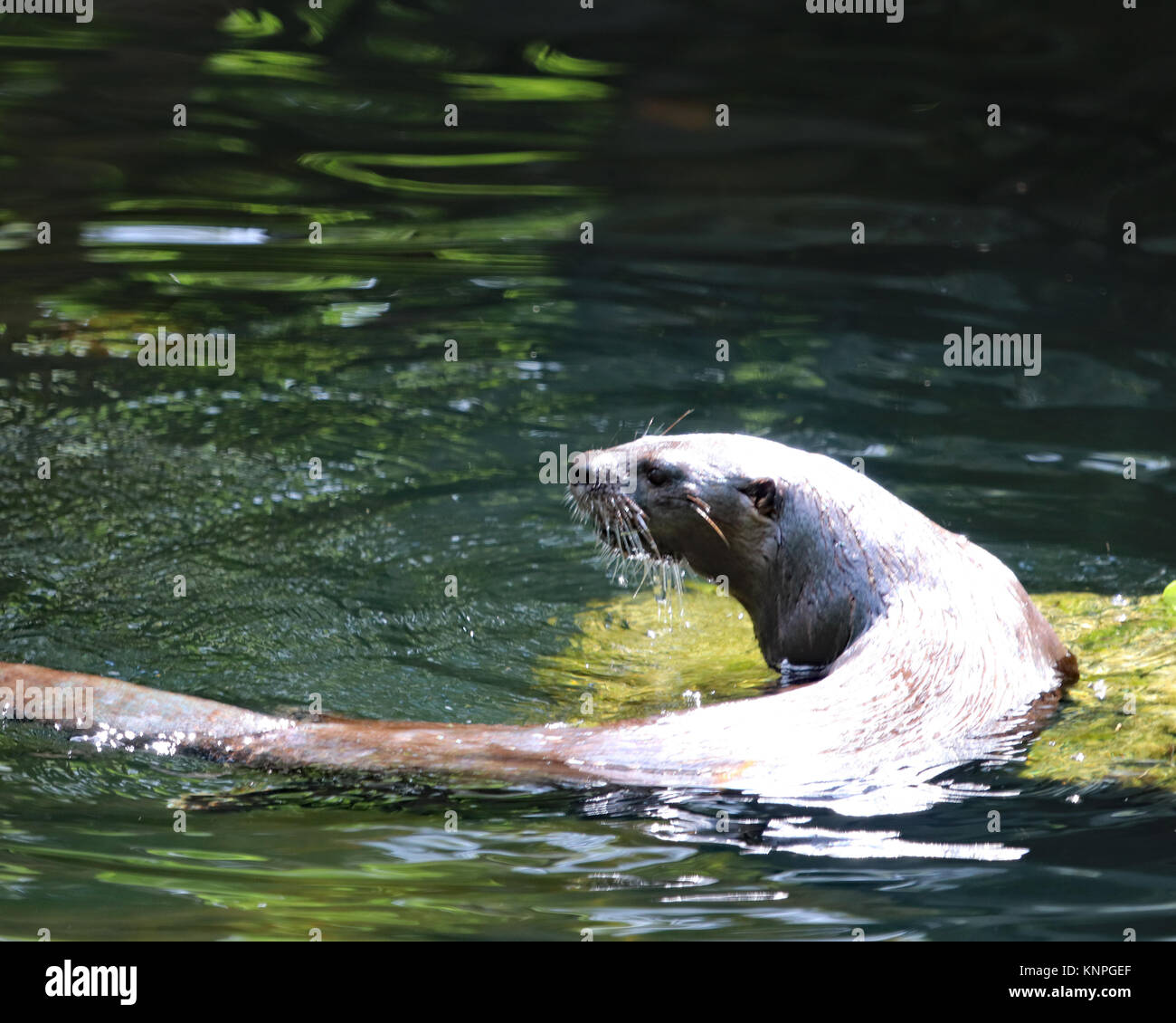 River otter florida hi-res stock photography and images - Alamy
