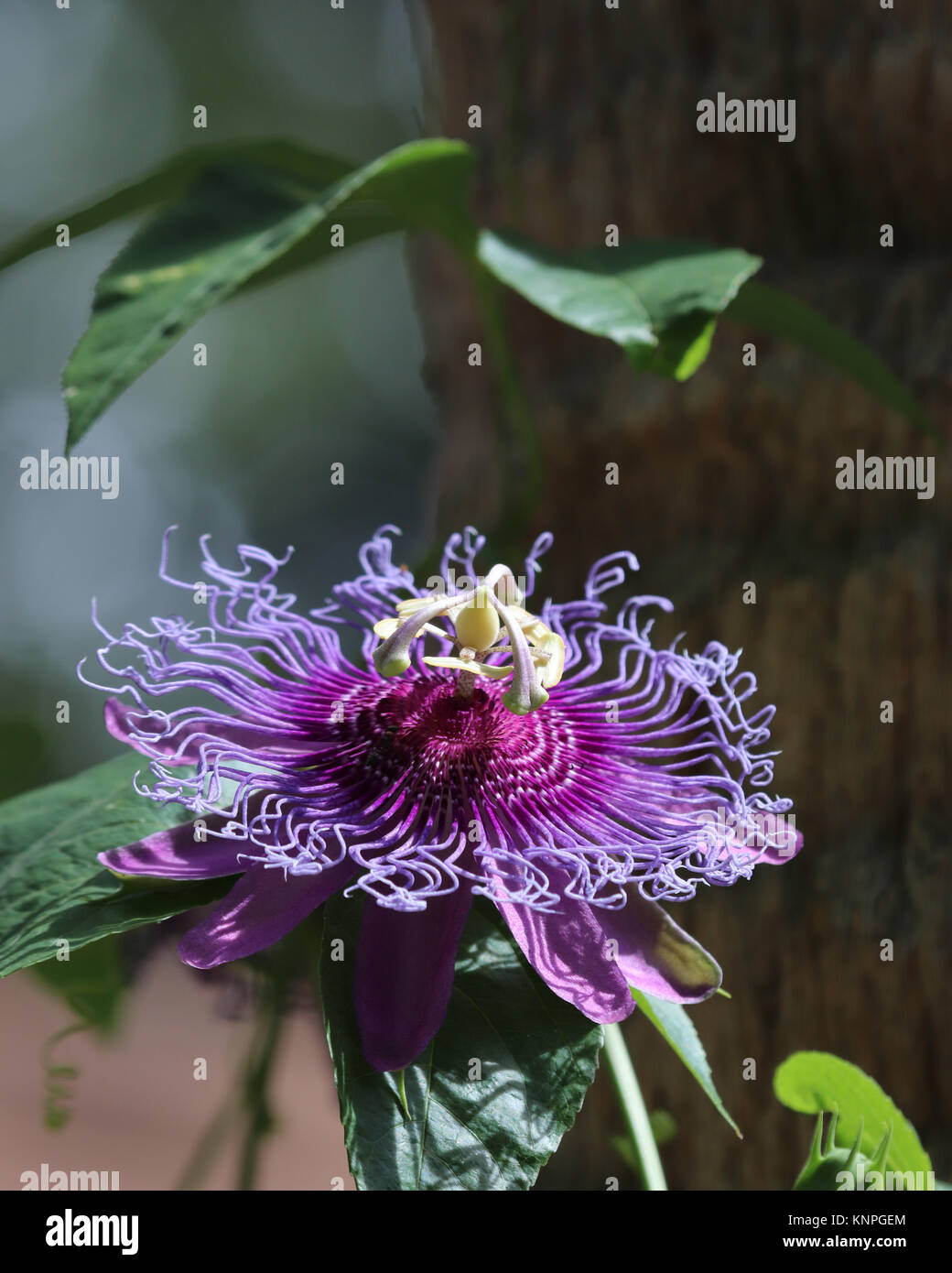 The unique looking purple passionflower plant is a fast growing perennial wildflower with long trailing vines. Stock Photo