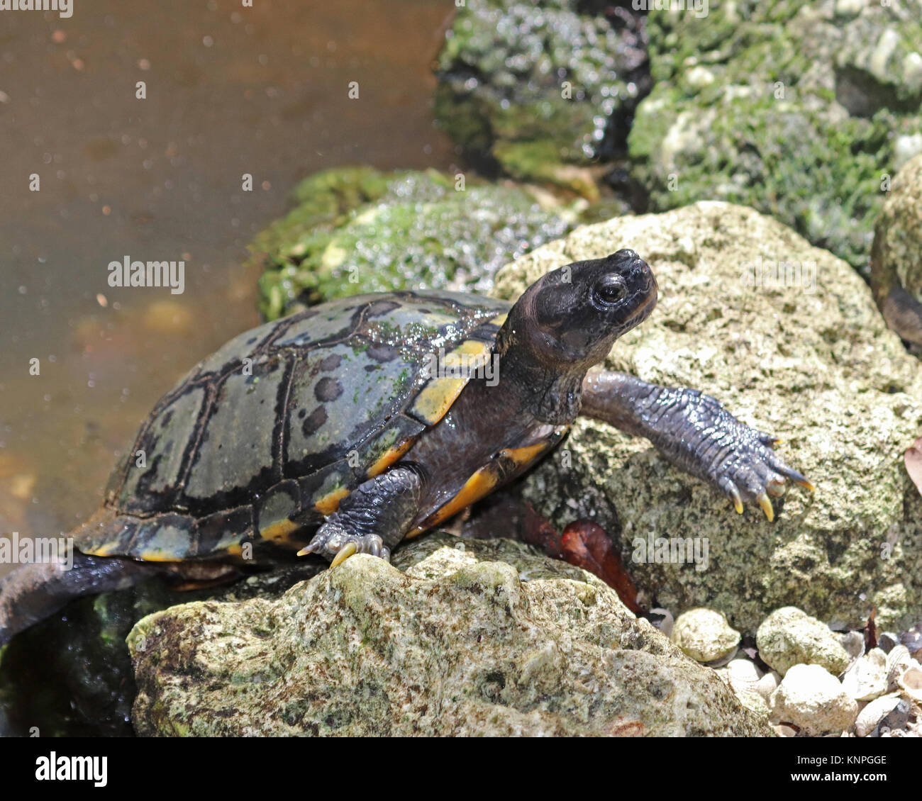Fresh water turtle climbing out of a pond in Florida Stock Photo