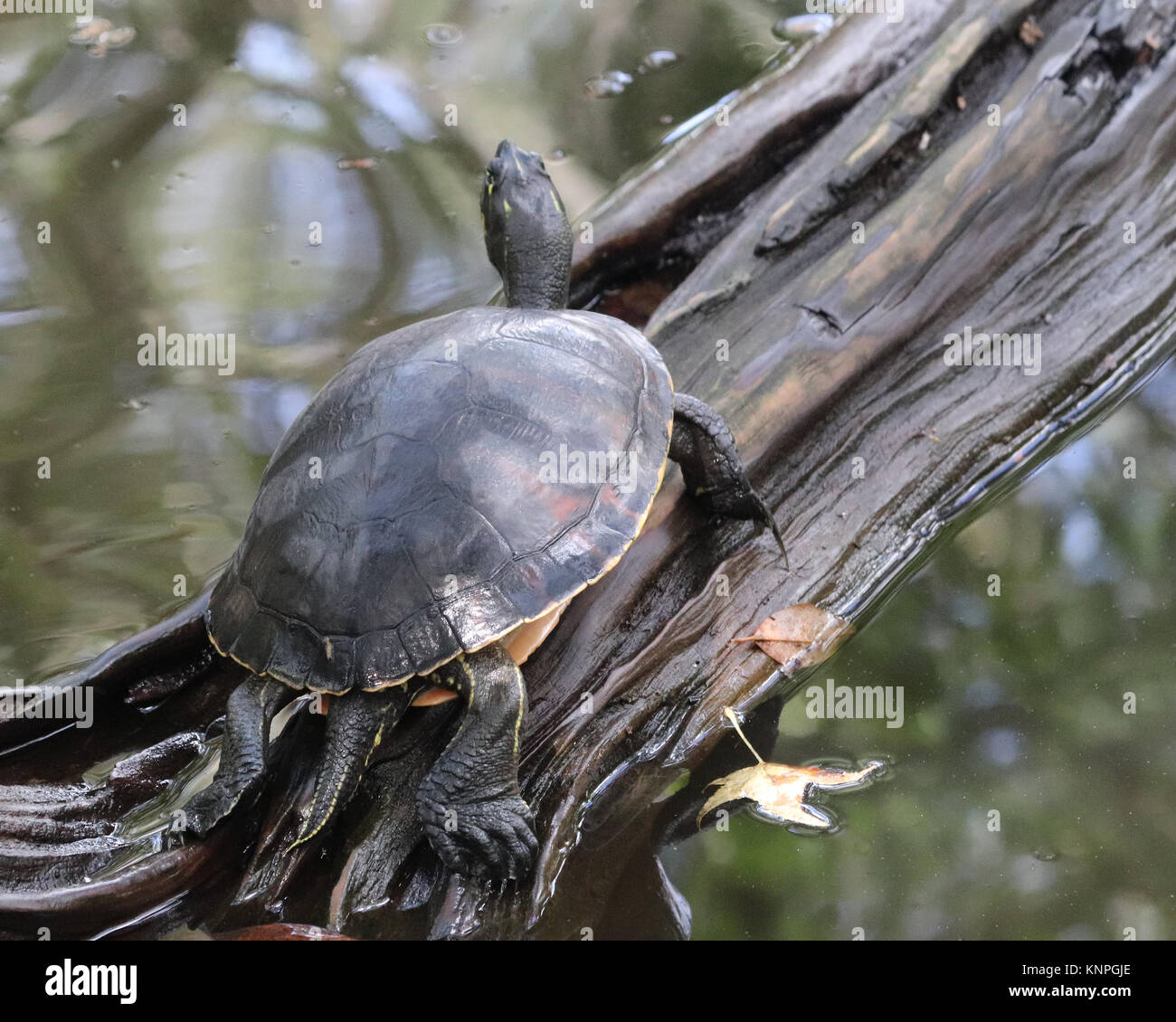 Yellow-bellied slider turtle climbing up a log tail out Stock Photo