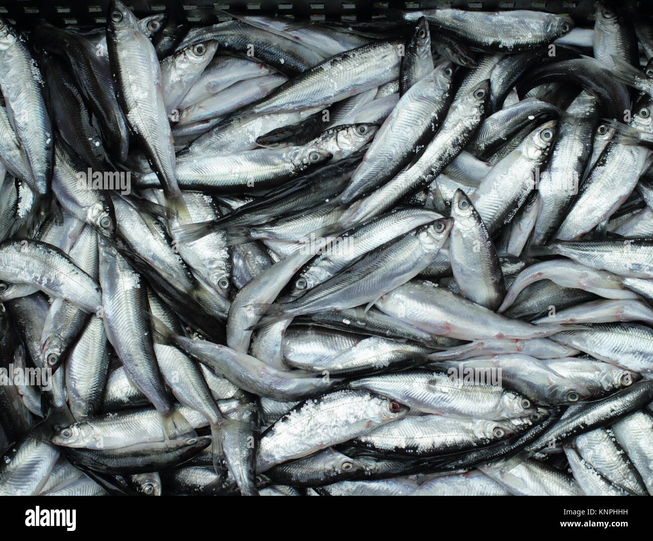full basket of bleak fish, little silver fish Stock Photo