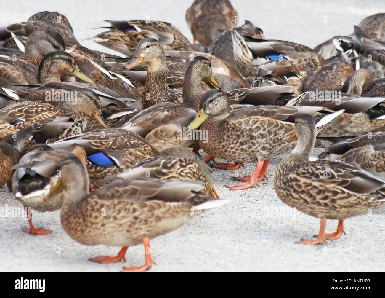Gathering of Mallard ducks feeding on land Stock Photo