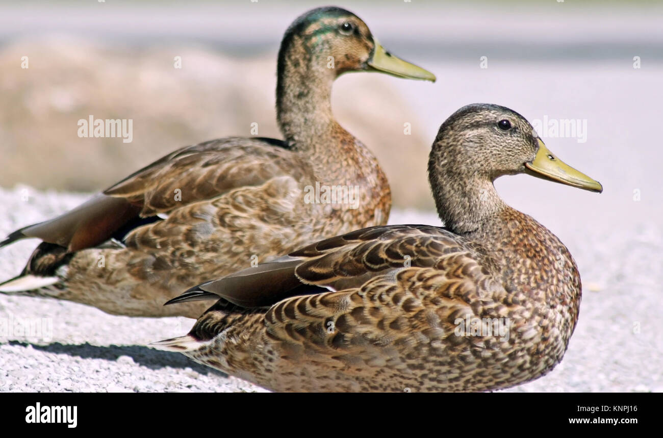 Pair of Mallard ducks resting side by side on land Stock Photo