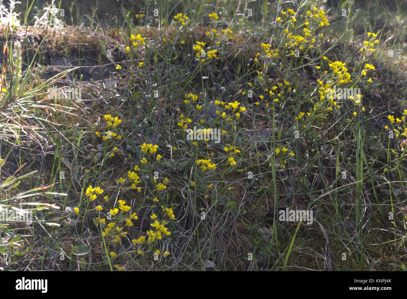 cinquefoil yellow flowers. grasses of spring Stock Photo