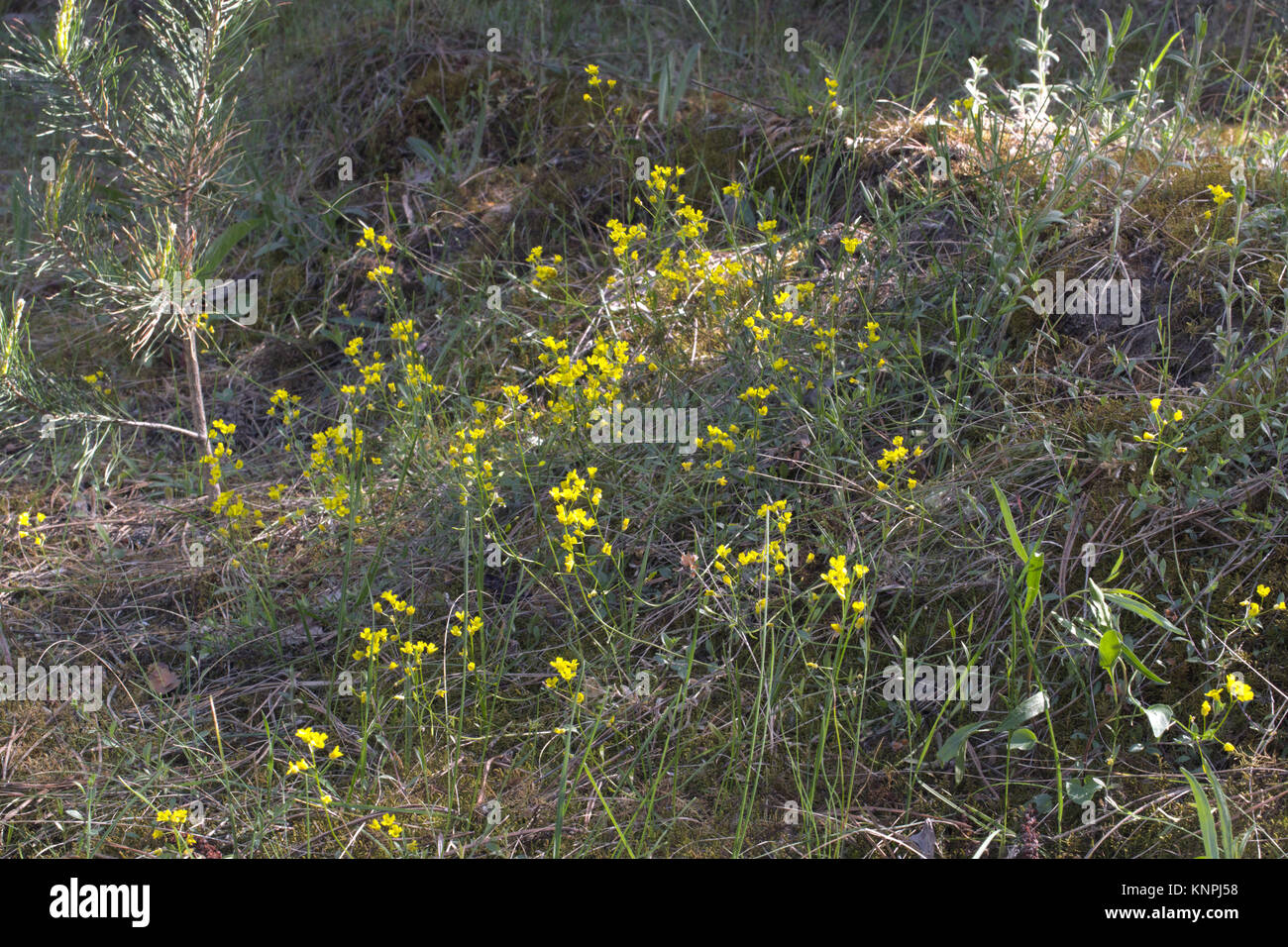 thickets of tormentil among the spring grasses Stock Photo