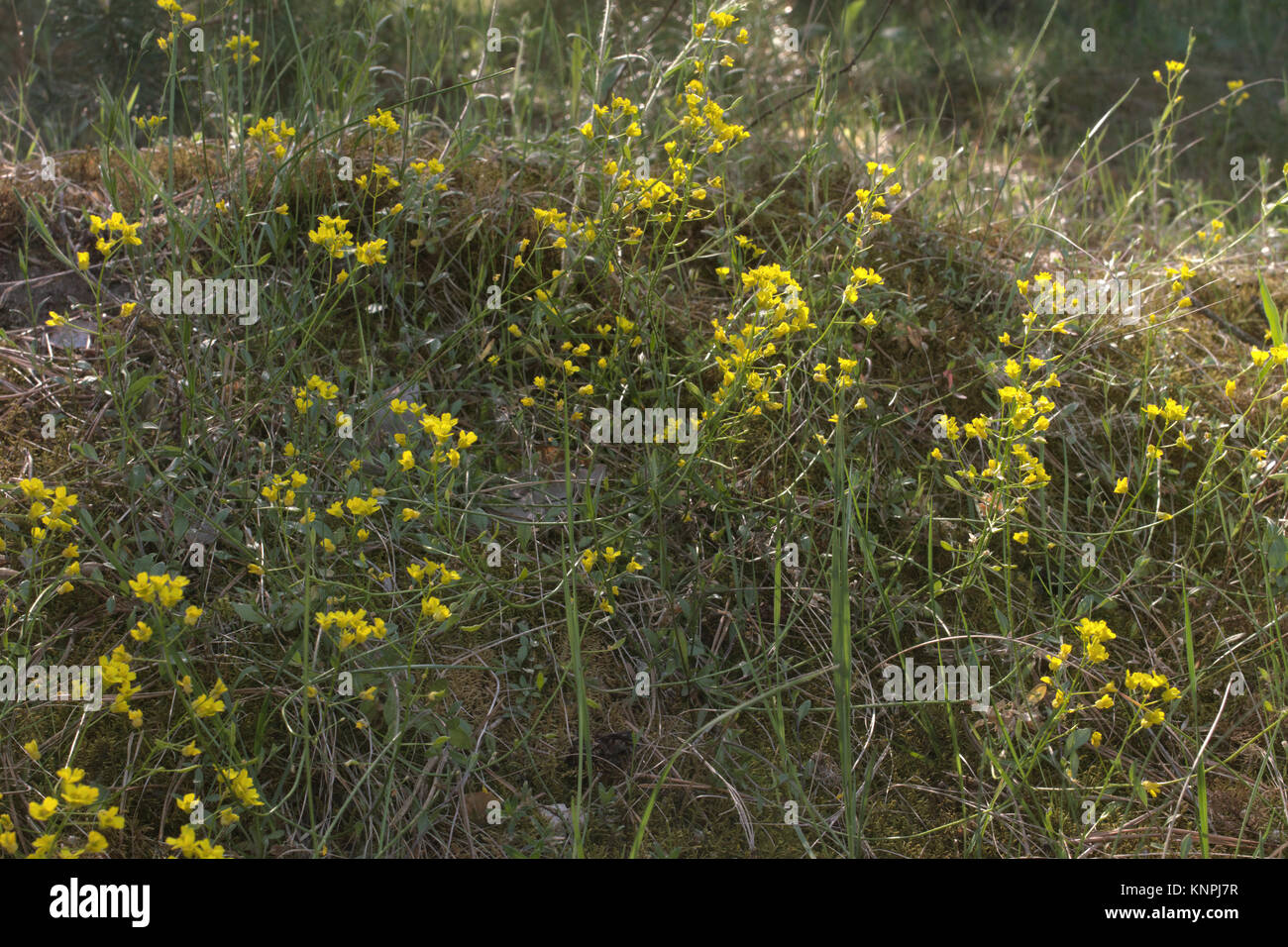 thickets of tormentil with bright flowers on the side of small hill Stock Photo