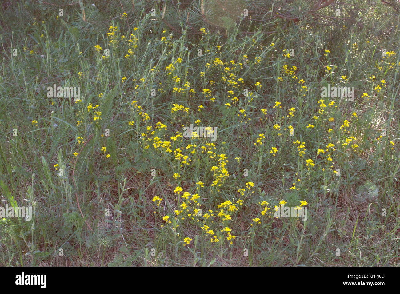 thickets of tormentil among the spring motley grass Stock Photo