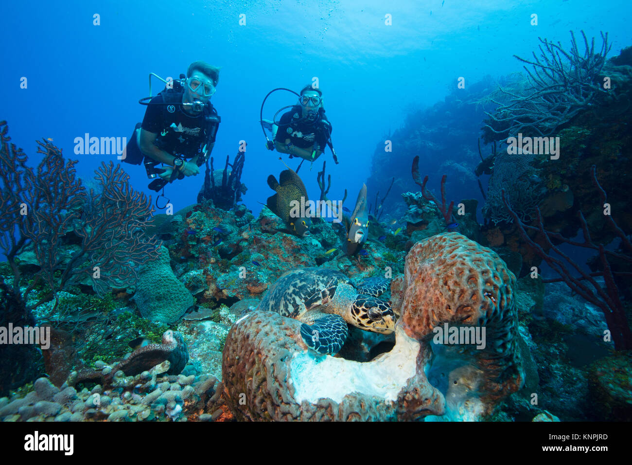 Divers watch the interaction of different species of marine life as they access the same food source. Stock Photo
