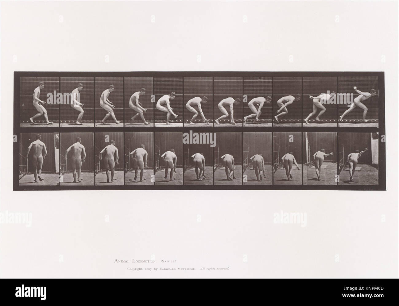 Animal Locomotion. An Electro-Photographic Investigation of Consecutive ...