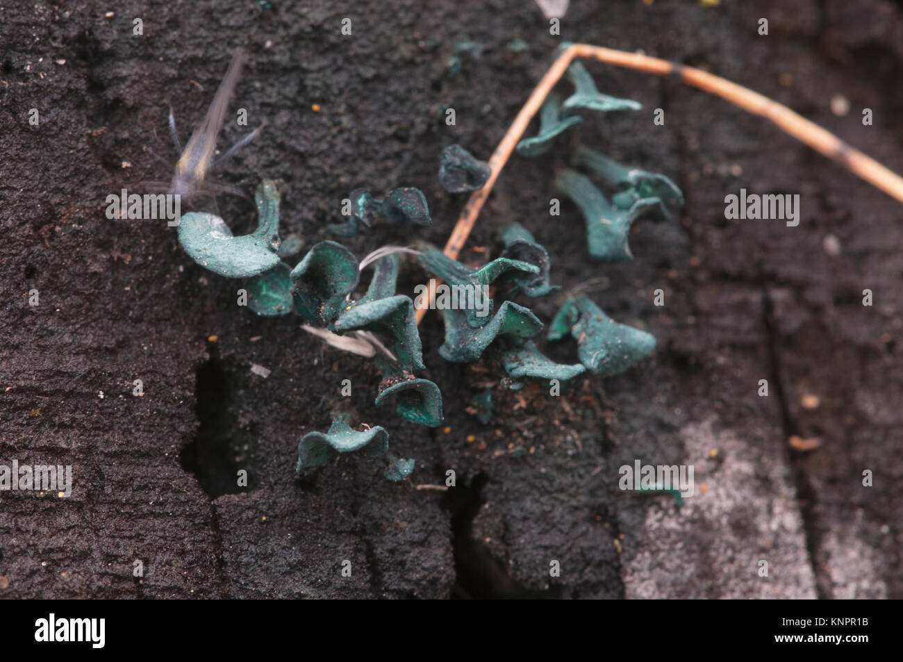 Chlorencoelia versiformis and Ascocoryne sarcoides slime mould Stock Photo