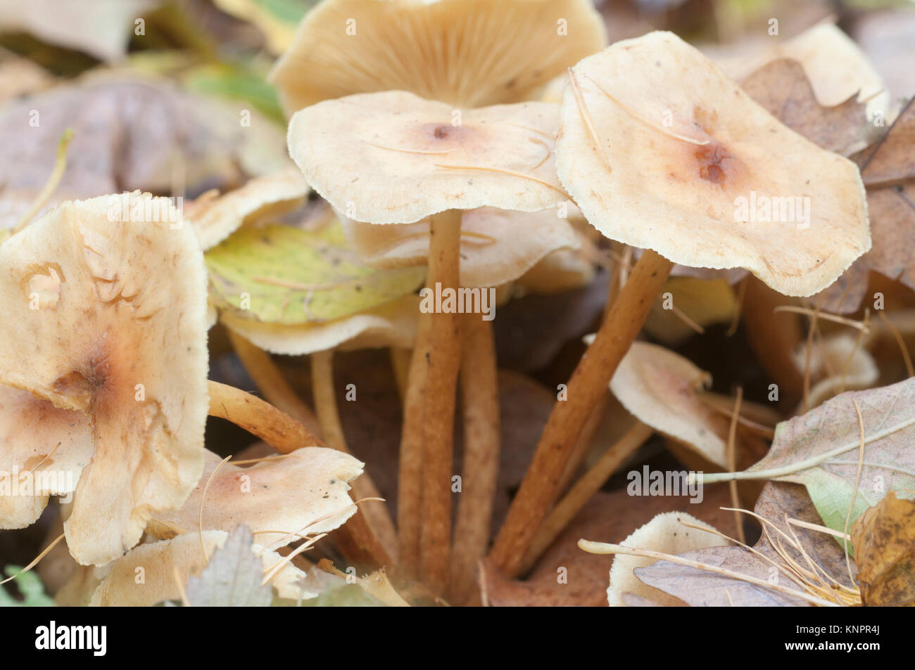 Pholiota lubrica mushrooms on a soil with autumn leaves Stock Photo