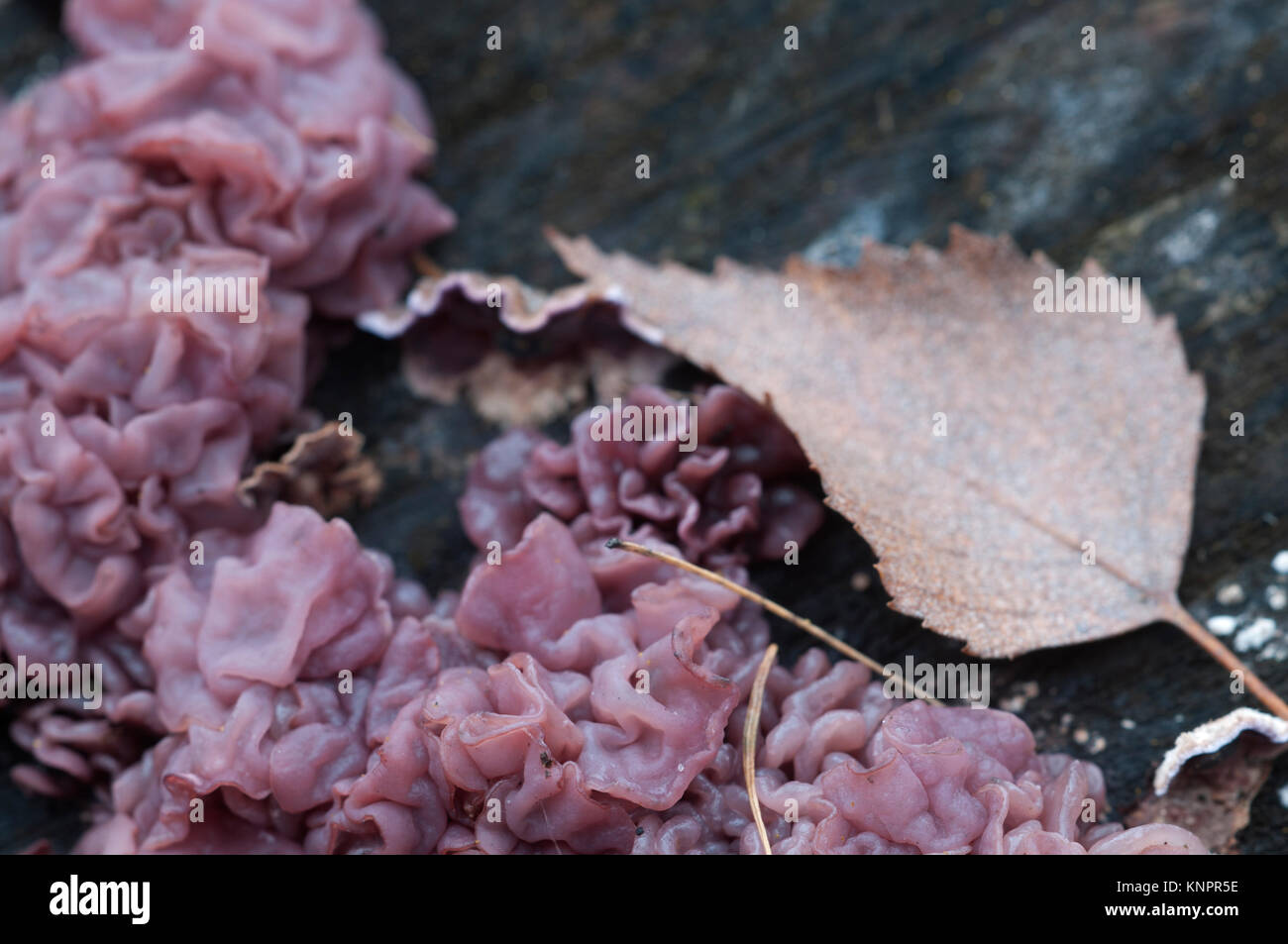Ascocoryne sarcoides mushrooms (slime mould) on an old stump Stock Photo