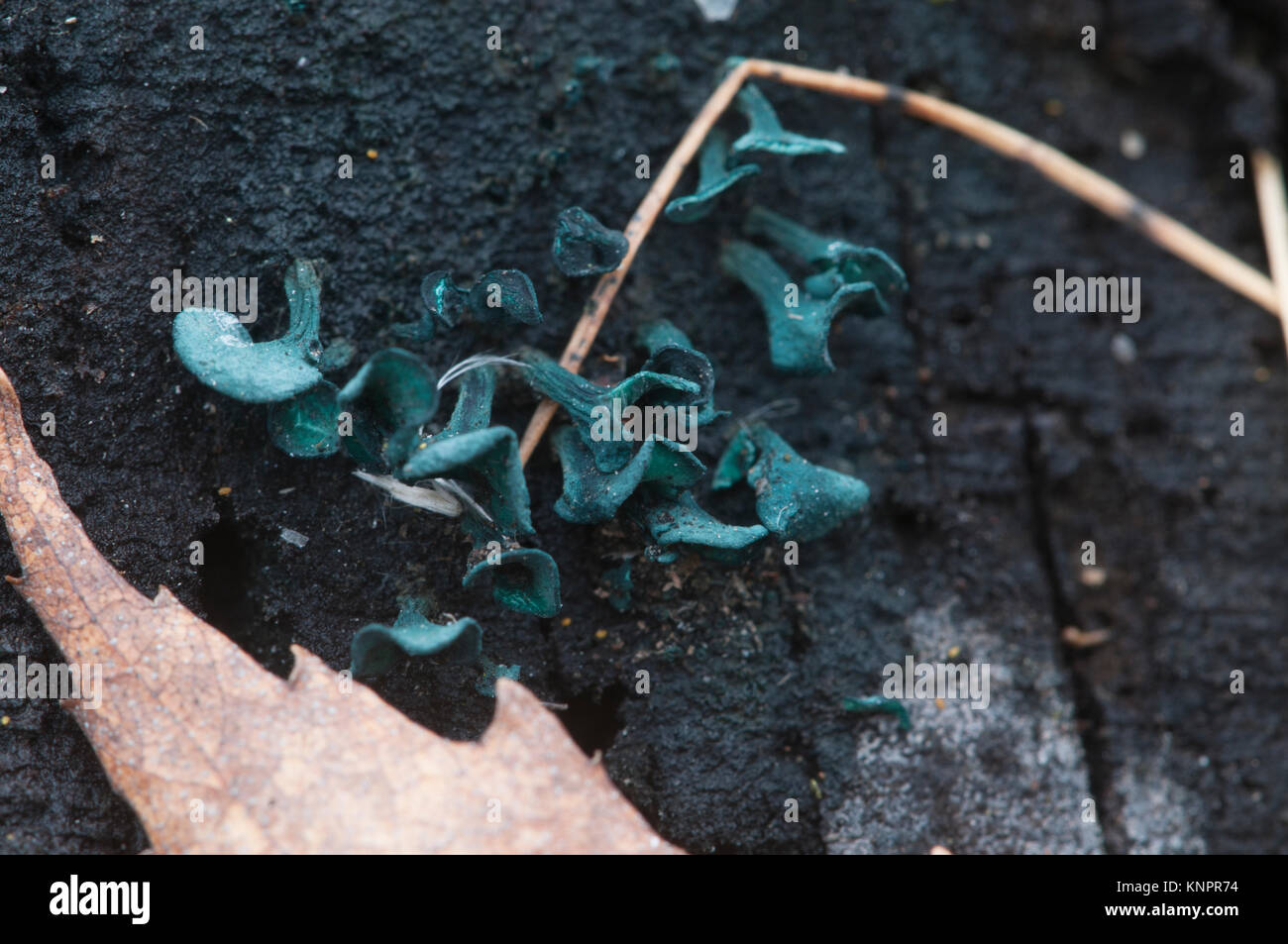 Chlorencoelia versiformis and Ascocoryne sarcoides slime mould Stock Photo