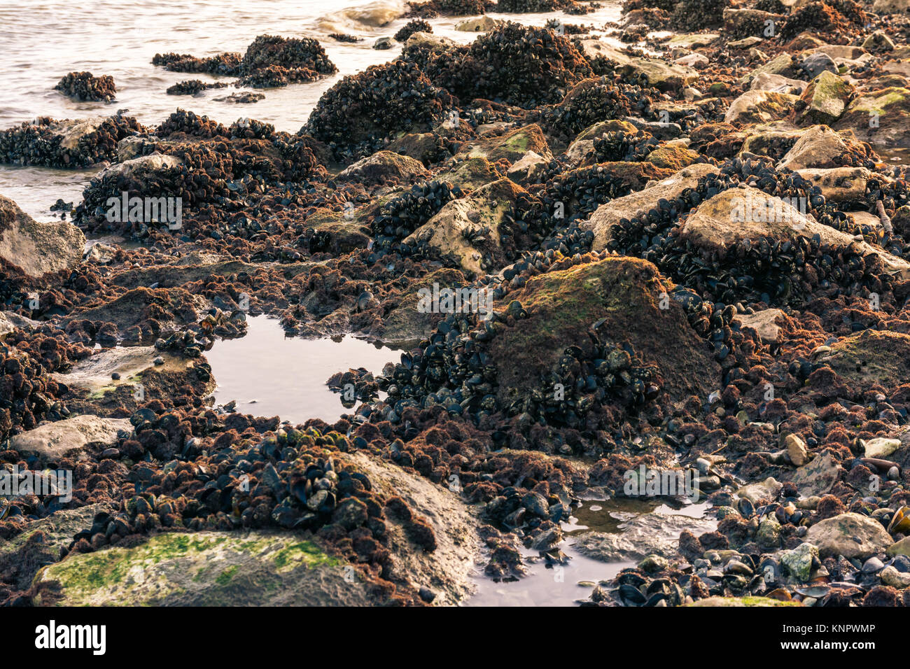 Rocky Shoreline with Muscles and Barnacles Lower Area Dense Growth Ocean Stock Photo