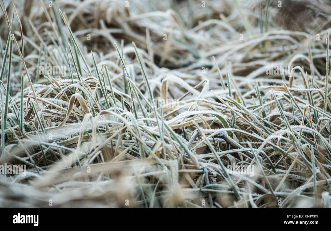 Frost on the ground in Fairburn Ings RSPB Nature Reserve in Yorkshire, as Britain had its coldest night of the year with vast swathes of the country falling below freezing - with -13C (8.6F) recorded in Shropshire. Stock Photo