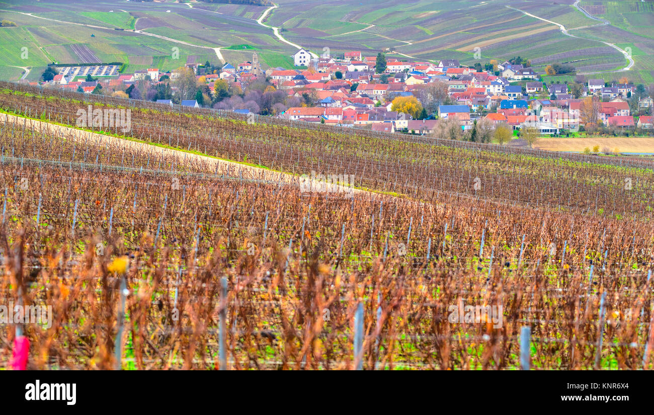 Champagne vineyards in the village of Moussy, Epernay, Marne, Champagne region, France Stock Photo