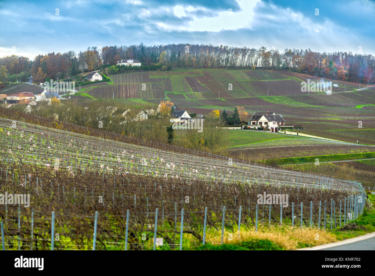 Champagne vineyards in the village of Moussy, Epernay, Marne, Champagne region, France Stock Photo