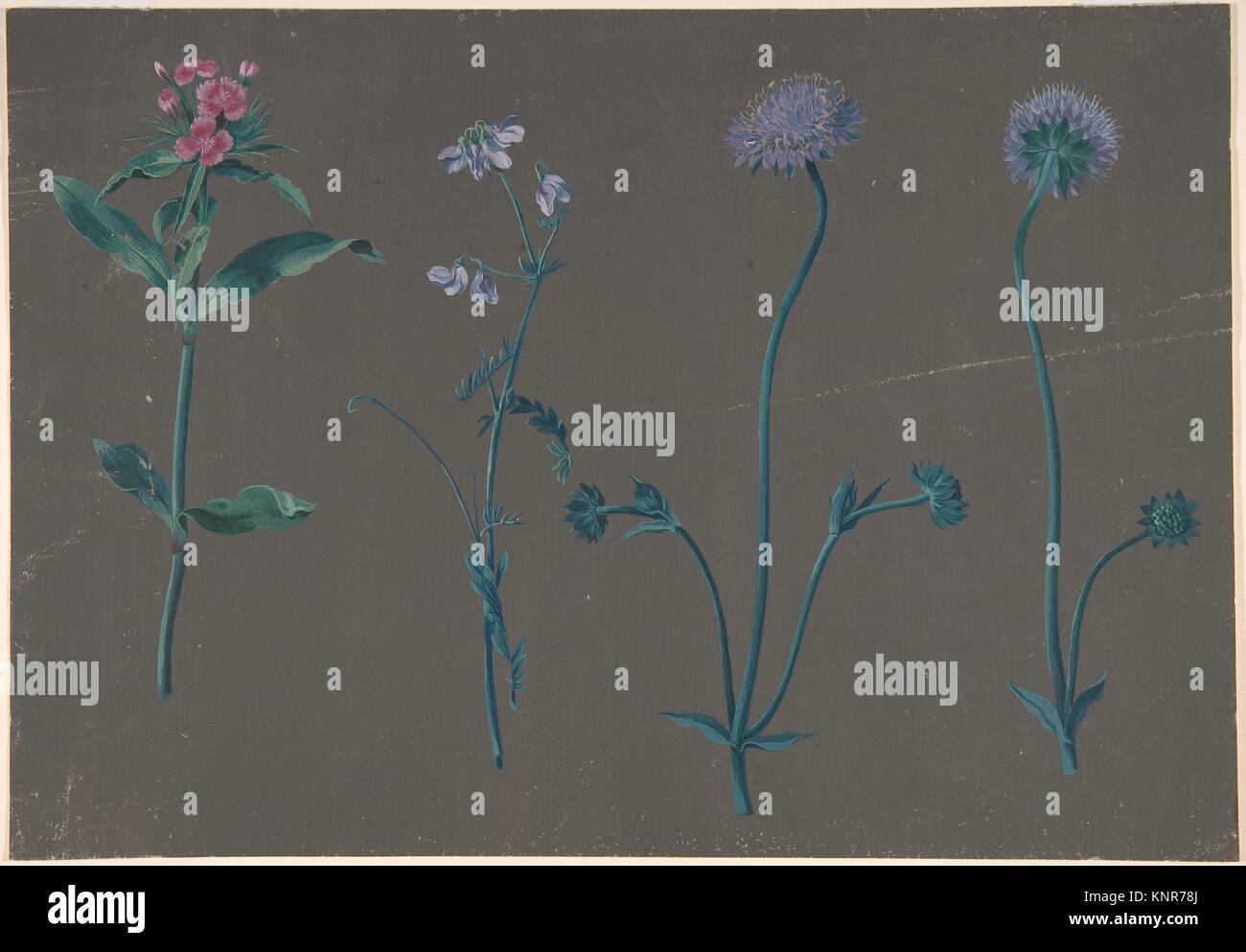 Study of Three Flowers. Artist: Johann Christian August Birnbaum (German, Dresden 1729-1807 Meißen); Date: 1781; Medium: Gouache; Dimensions: sheet: Stock Photo