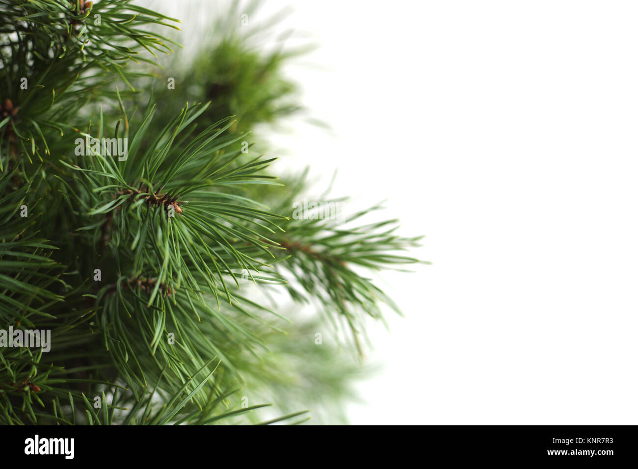 Green pine christmas tree green branch isolated on white background ...