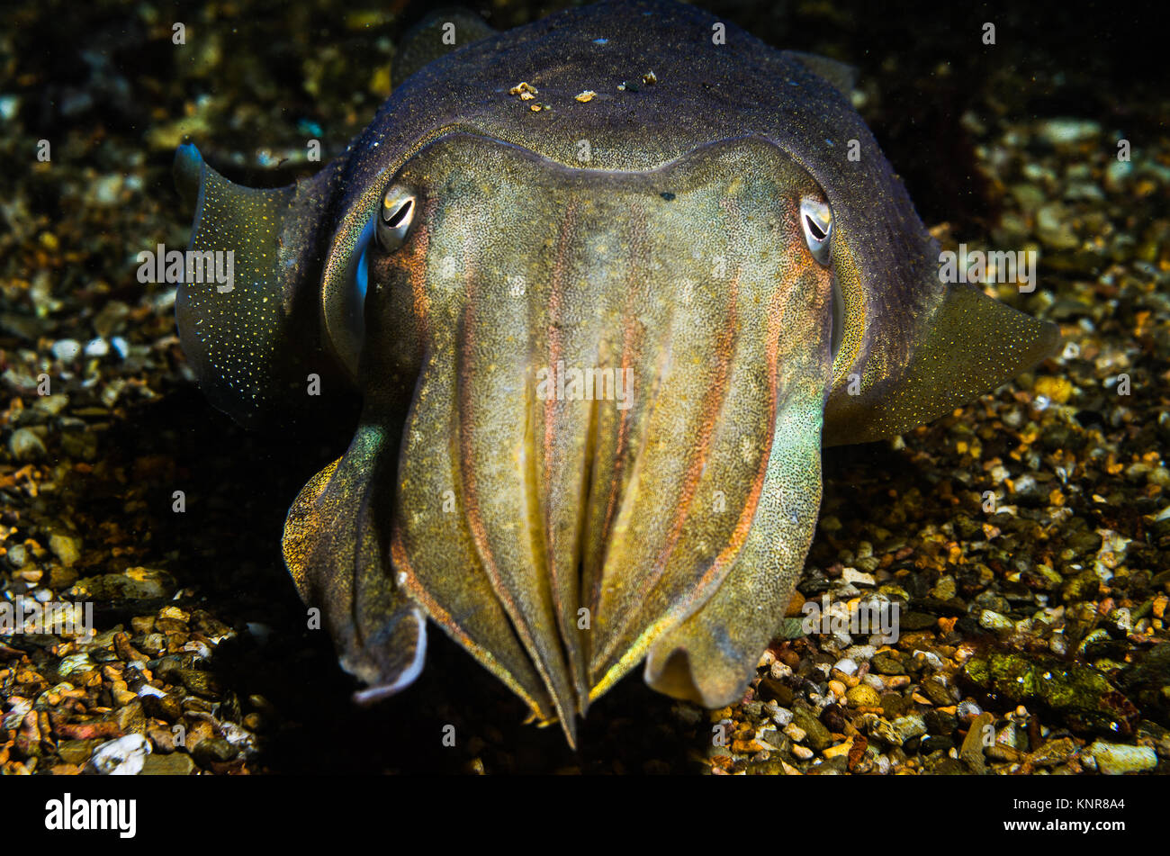 Cuttlefish (Sepia officinalis) Stock Photo