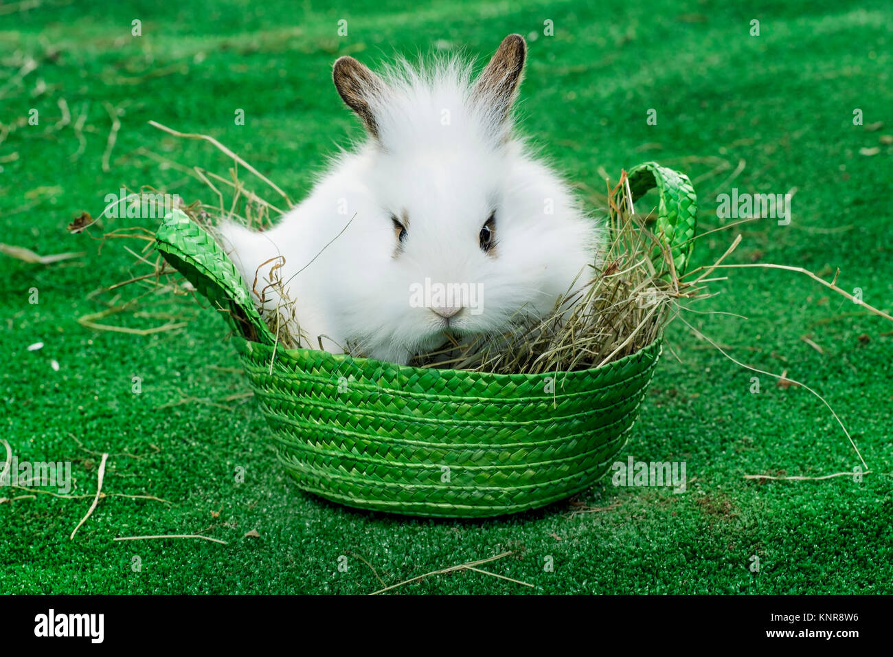 Osterhase - easter rabbit Stock Photo