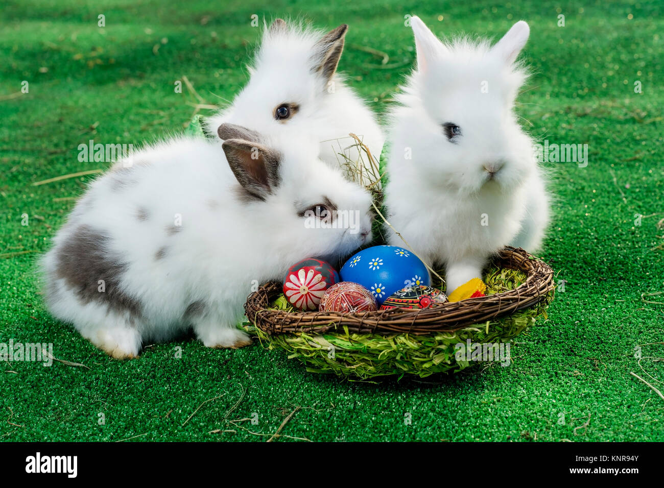 Osterhasen im Osternest - easter rabbits in easter nest Stock Photo