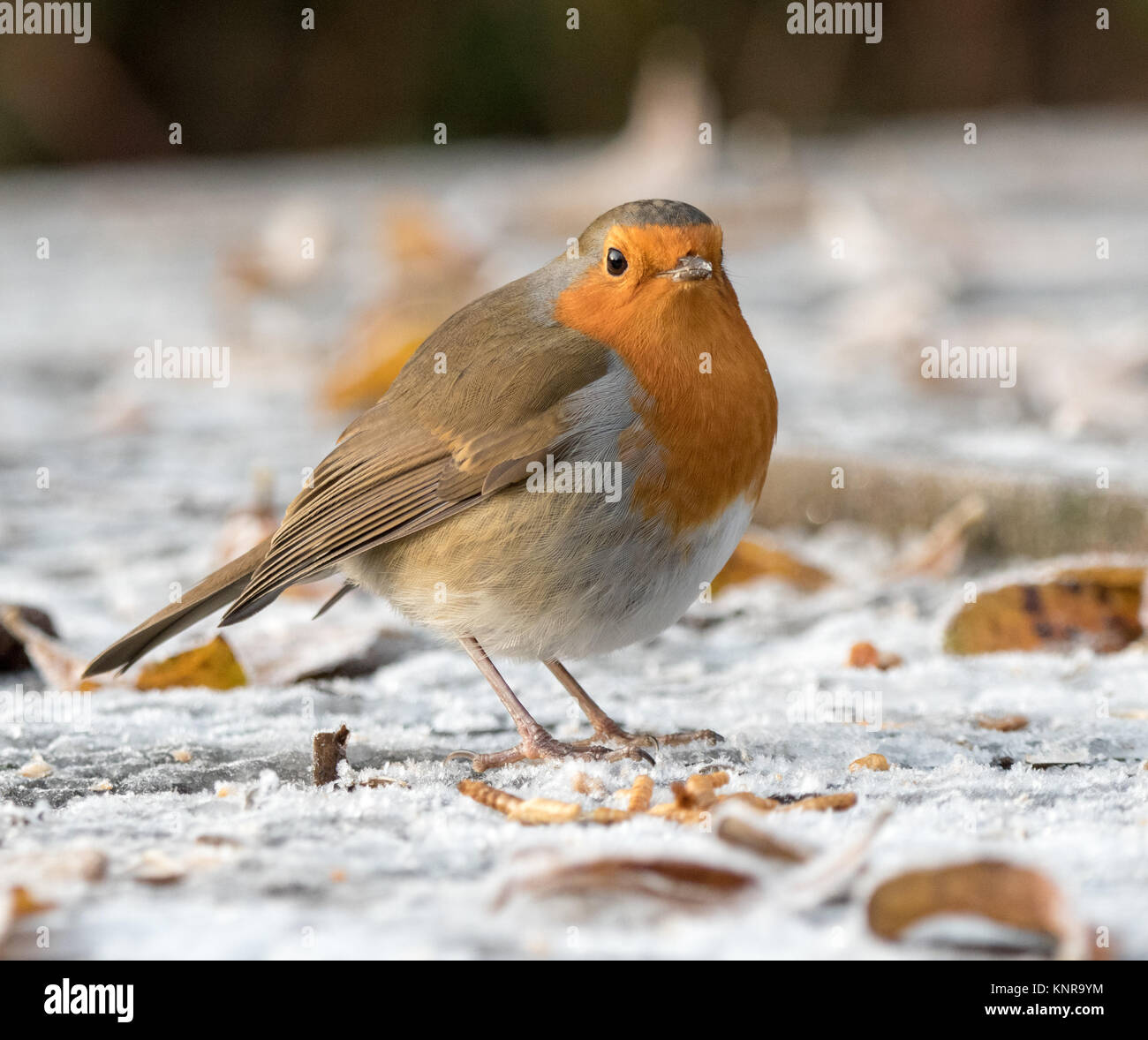 UK Robin in winter eating Mealworms Stock Photo Alamy
