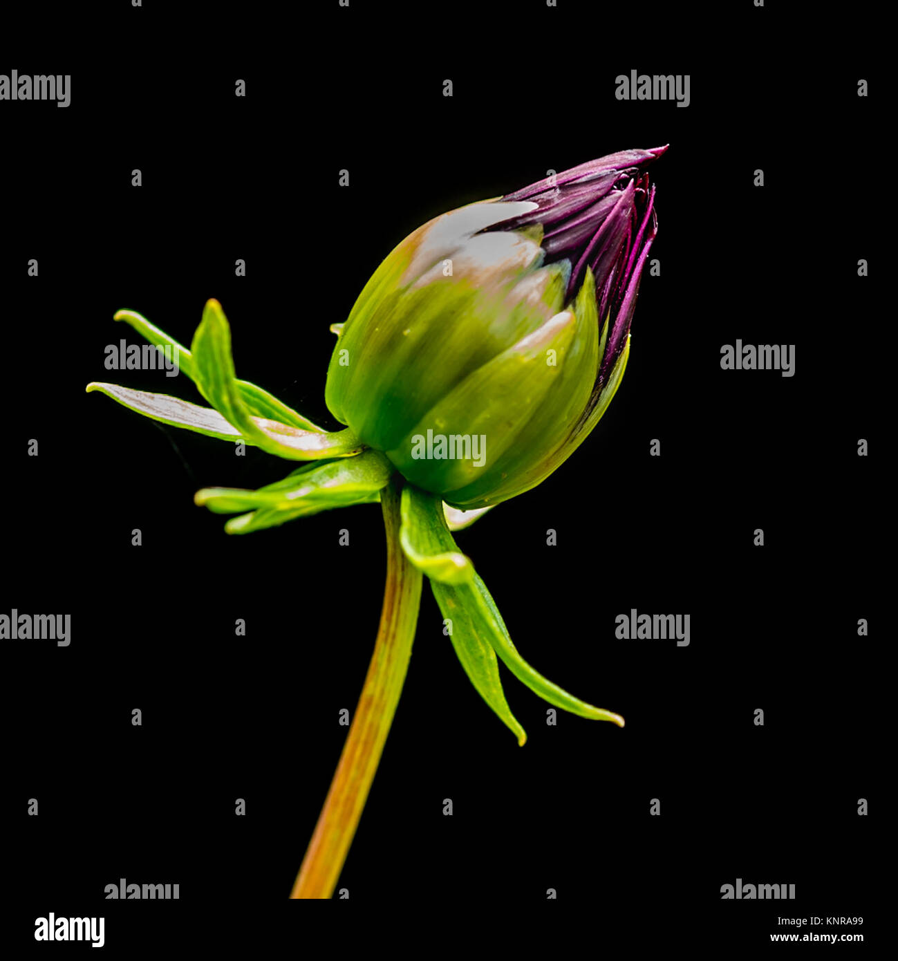 A macro shot of a dahlia 'nuit d'ete' flower bud against a black background. Stock Photo