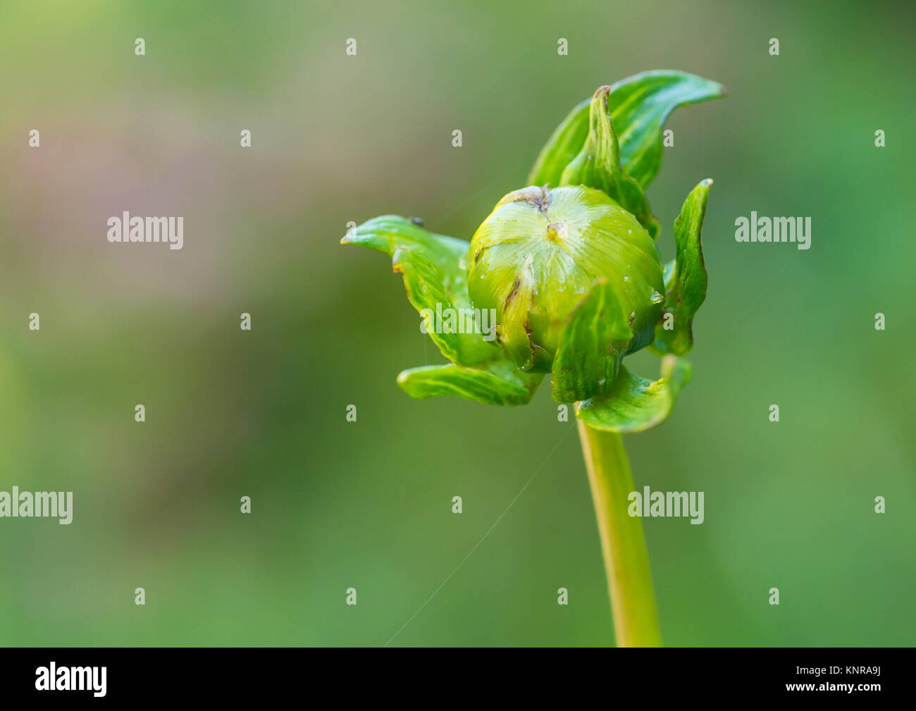 A macro shot of a dahlia flower bud. Stock Photo