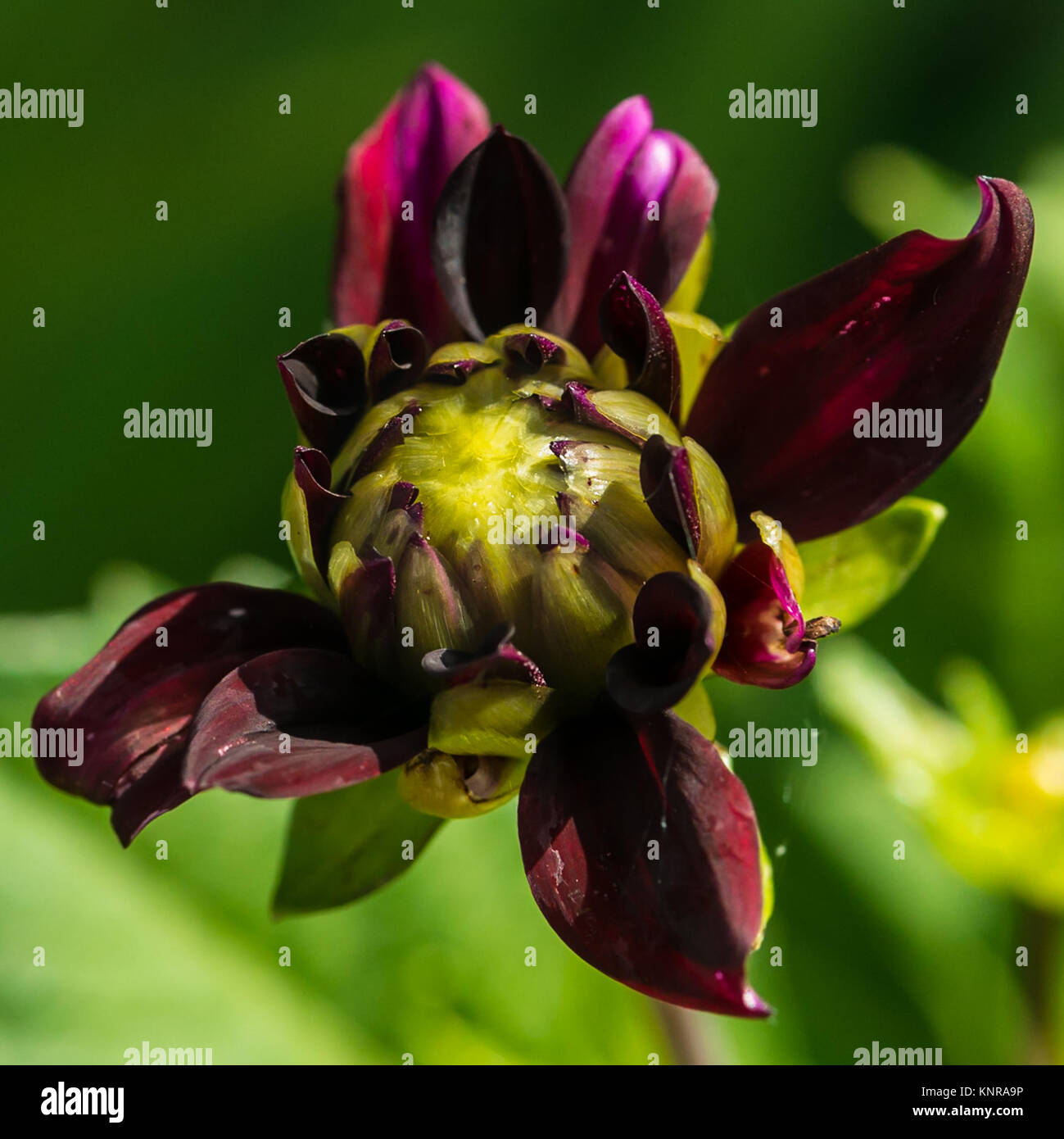 A macro shot of a dahlia flower just beginning to open. Stock Photo