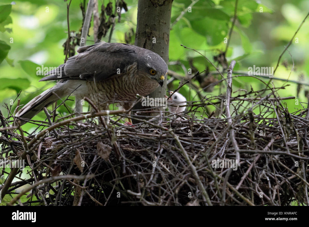 Sparrowhawk / Sperber ( Accipiter nisus ), adult female standing on the edge of its nest, feeding its chick, young nestling begging for food, wildlife Stock Photo