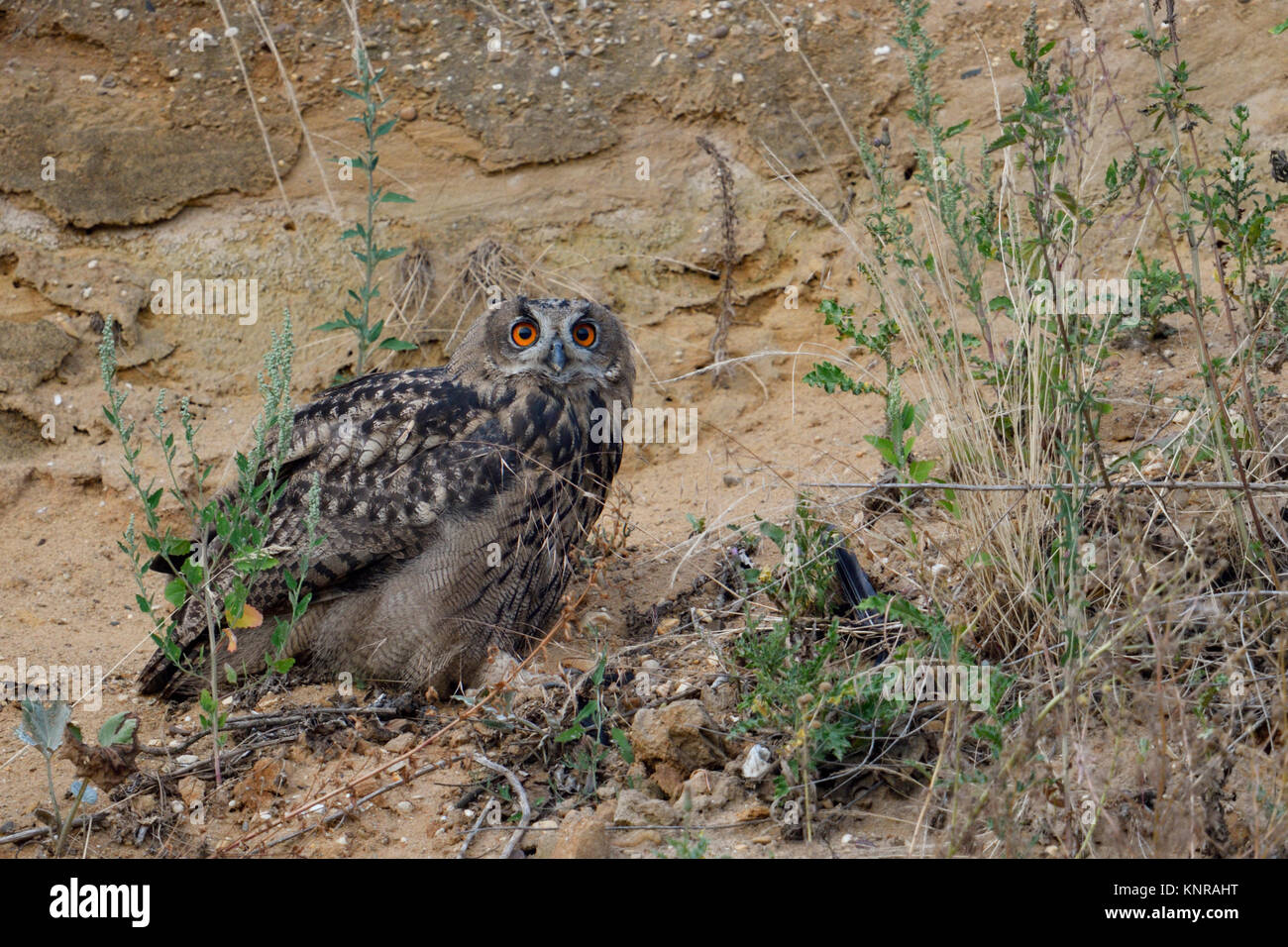 Eurasian Eagle Owl / Europaeischer Uhu ( Bubo bubo ), young bird, perched in the slope of a gravel pit, watching up, wildlife, Europe. Stock Photo