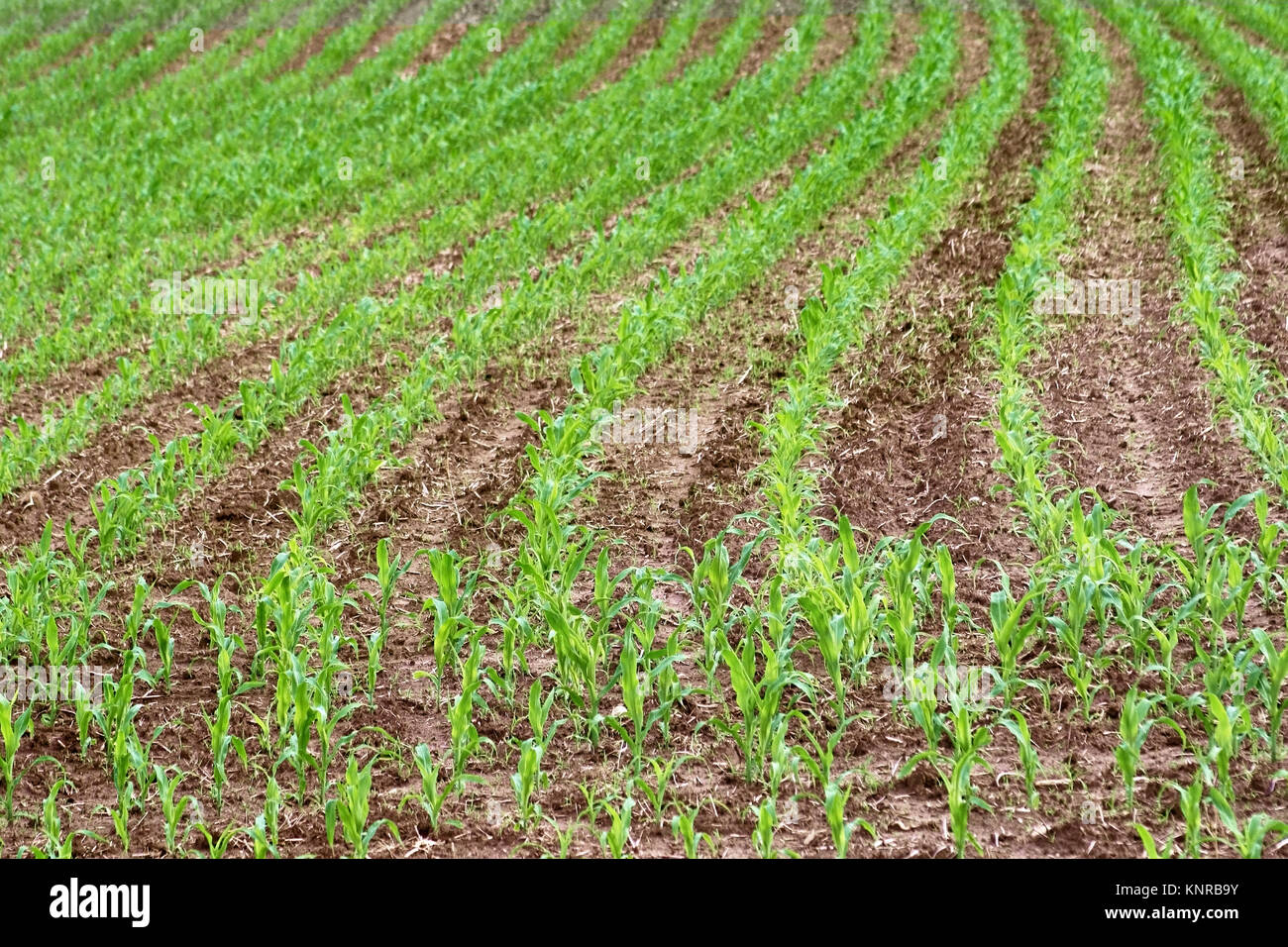 New Crops growing in rows in a Farmer's field Stock Photo Alamy