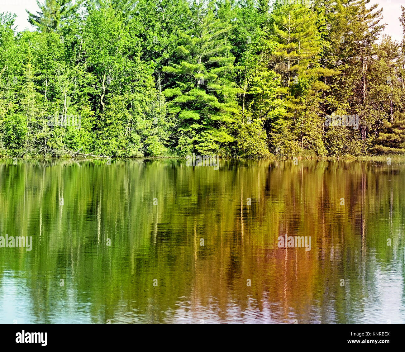 Tall Evergreen trees reflecting on beautiful calm Lake waters Stock