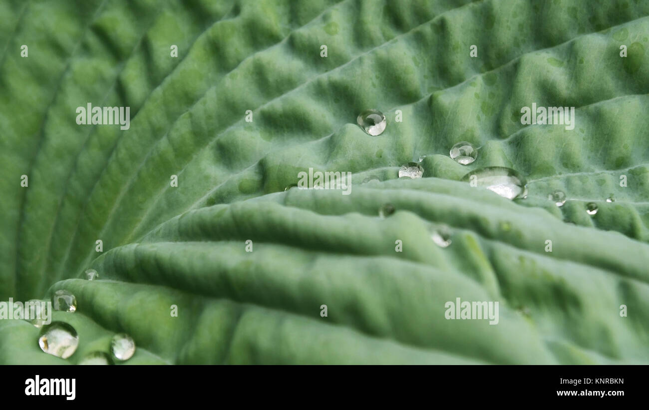 Crystal clear raindrops settle on the surface of a Hosta leaf Stock Photo