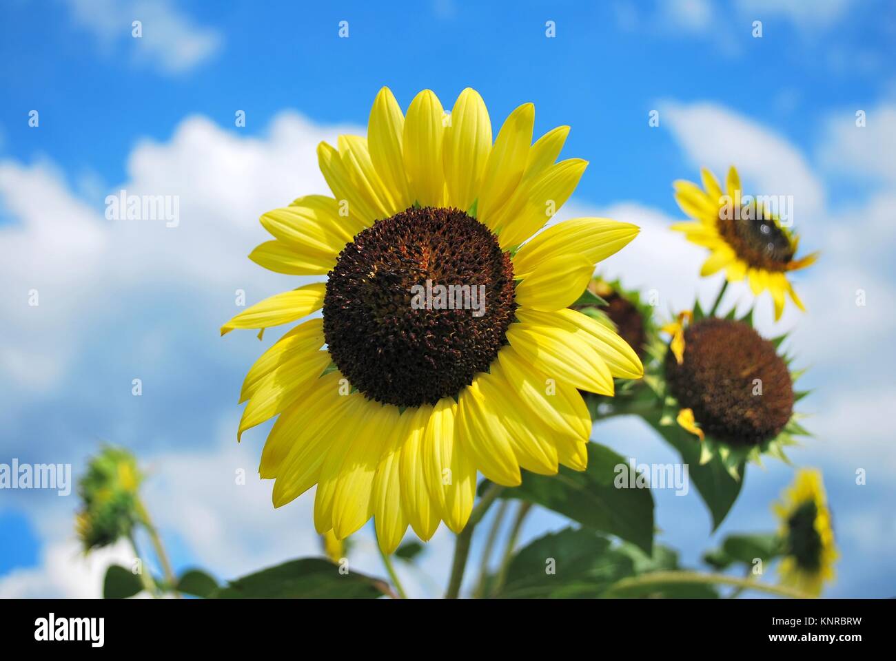 Sunflowers in full bloom in a meadow. Sunflowers symbolize the summer