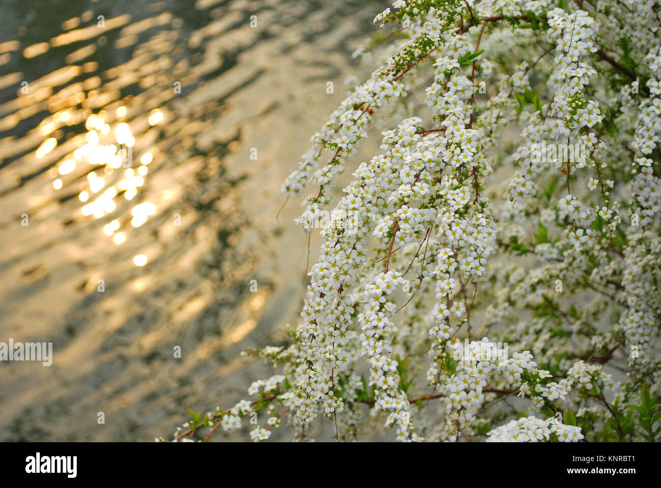 Small, white flowers against sunset background, symbolizing the concept of transiency, the short-lived nature of things, passing of time and other abs Stock Photo