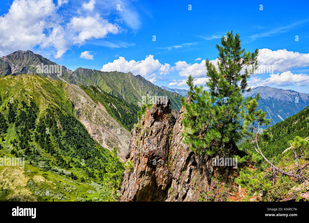 Small Siberian pine grows on top of cliff above precipice. July is a sunny day. Sayan Mountains. Russia Stock Photo