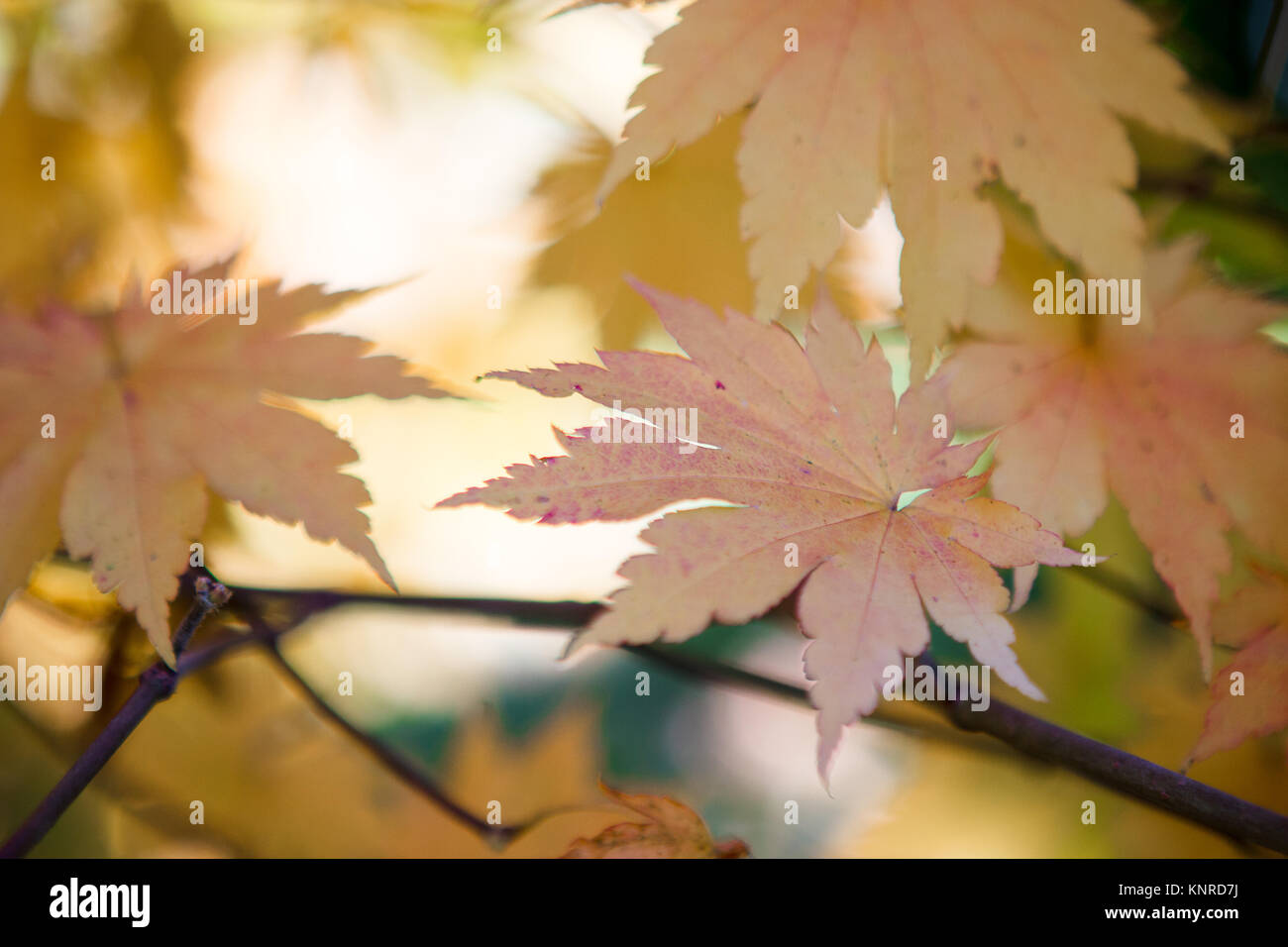 Fall maple leaves on branch closeup Stock Photo