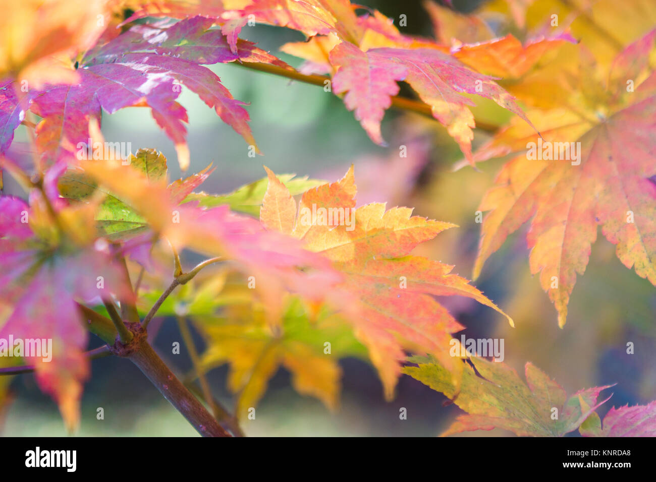 Fall leaves abstract Stock Photo