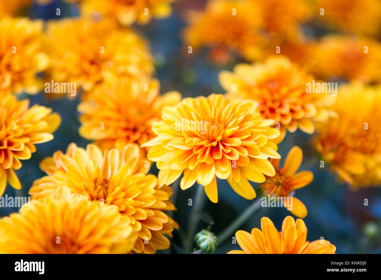 Chrysanthemums closeup Stock Photo