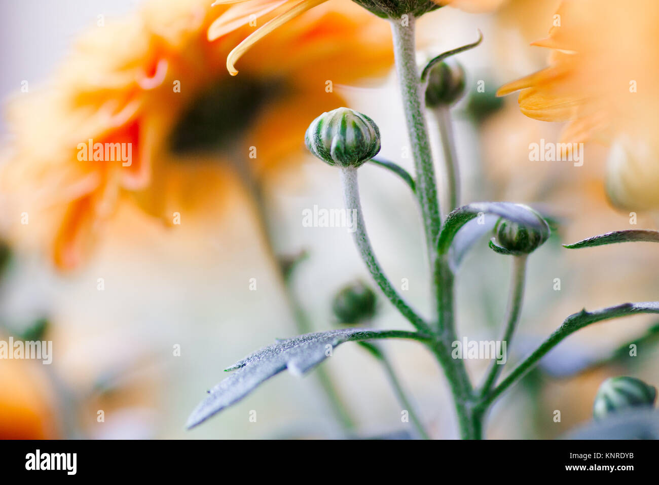 Chrysanthemums closeup Stock Photo