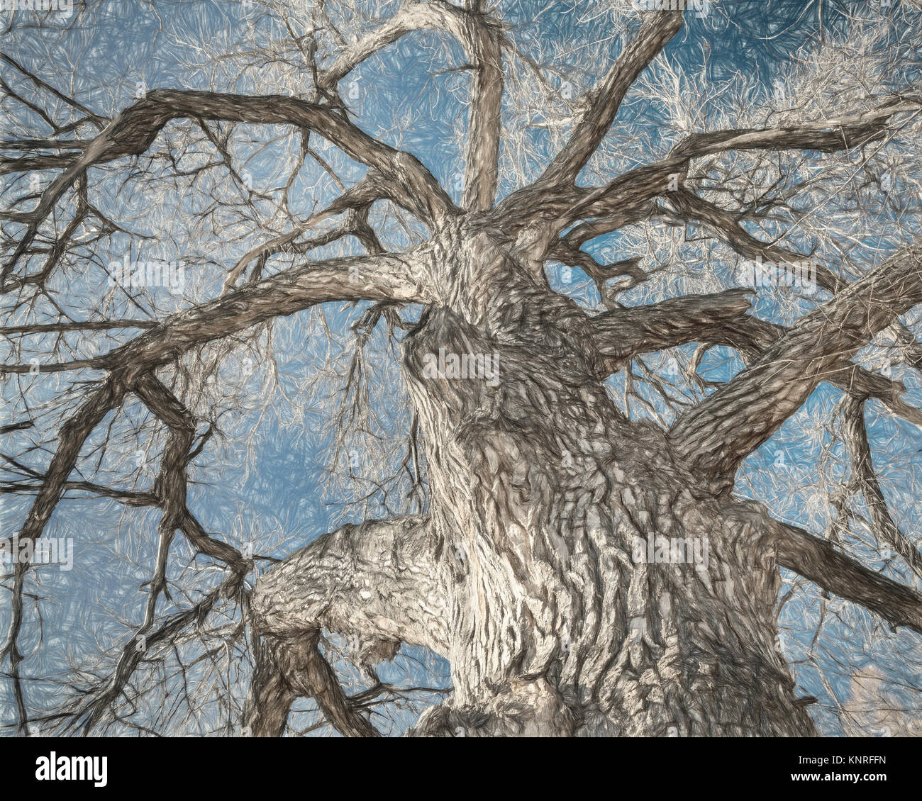 Giant cottonwood tree with without leaves native to Colorado Plains, a