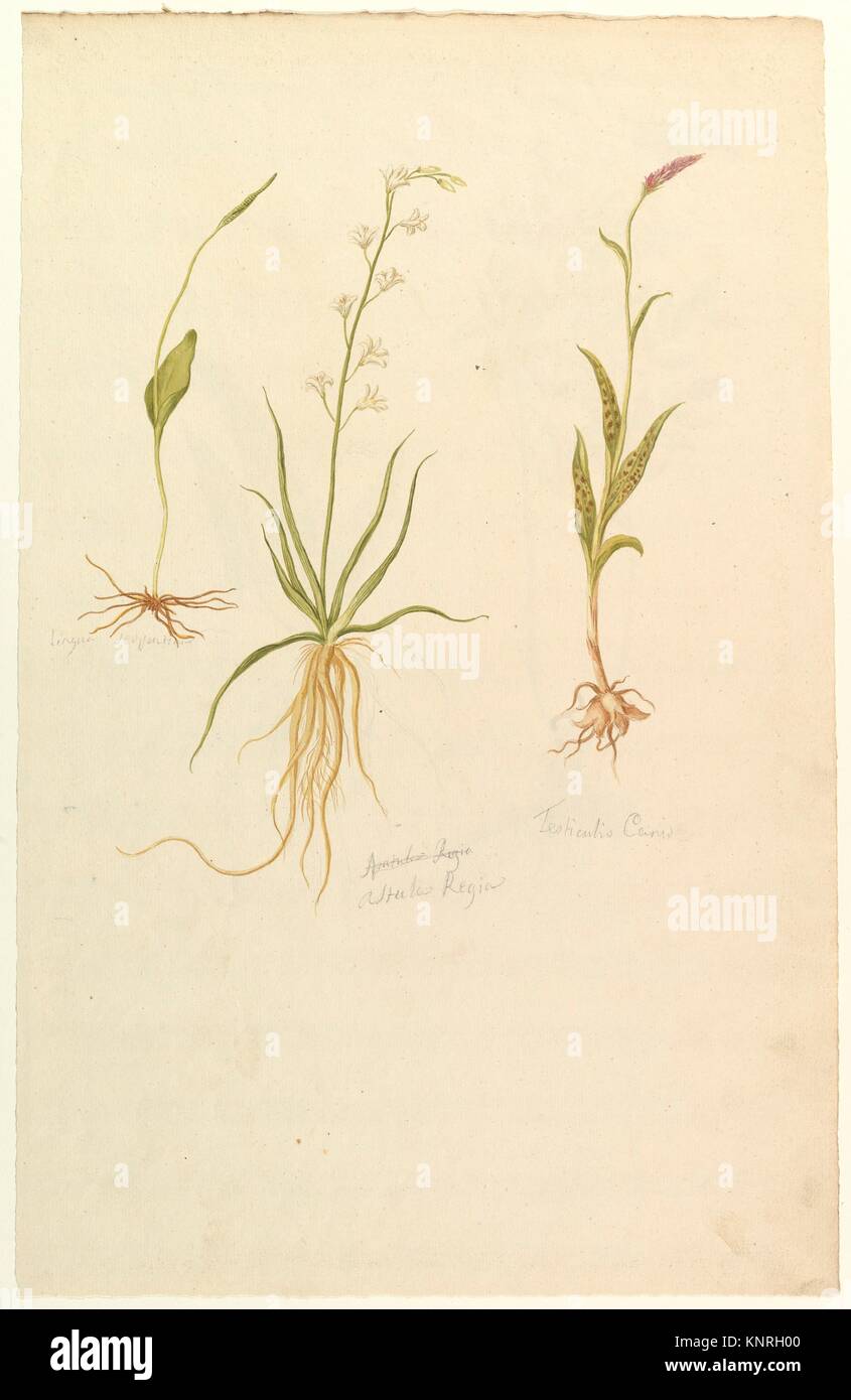 Botanical classification hires stock photography and images Alamy