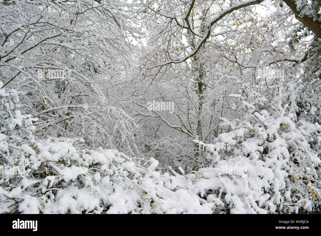 Trees covered in snow after a heavy winter storm re seasons weather climate change the doward south herefordshire england UK Stock Photo