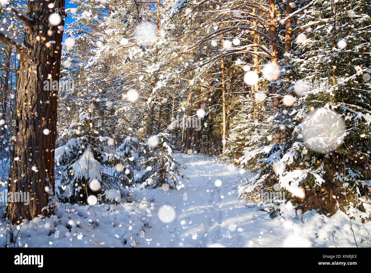 beautiful winter landscape with the forest and a footpath Stock Photo ...