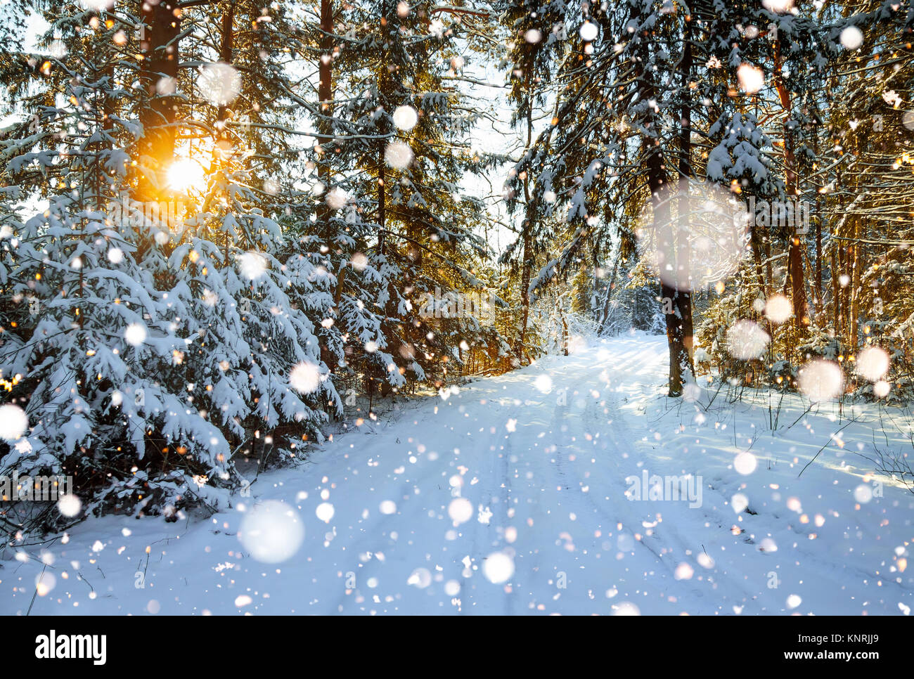 beautiful winter landscape with the forest and a road Stock Photo - Alamy