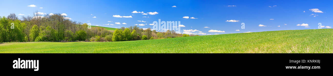 beautiful spring rural landscape with field and blue sky, a panorama ...