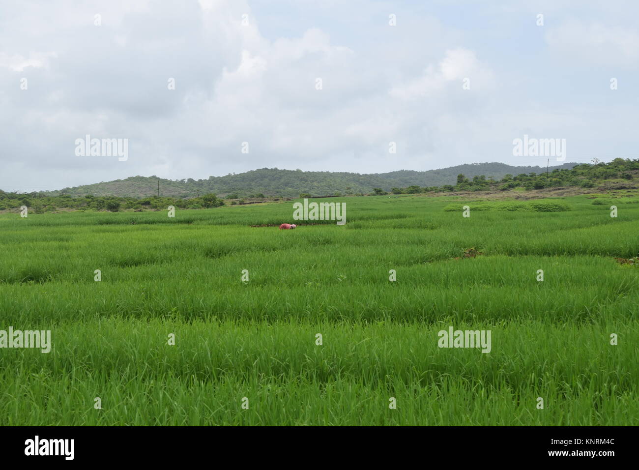 Green farms for farm house or farms for sale photos. Beautiful farms full of greenery and mountain view. Beautiful farm background with cloudy sky. Stock Photo